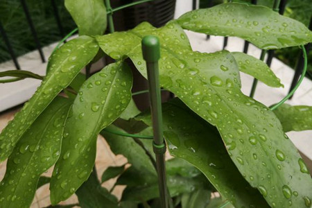 昙花叶子蔫皱解决办法(我家昙花怎么看着有的叶子蔫了)