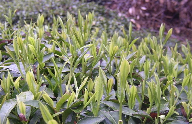 茶树的生长环境要求(茶树生长的环境有何要求)