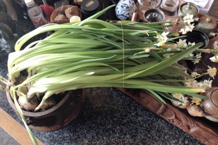 水仙花叶子太长要修剪吗(水仙花叶子发黄怎么办)