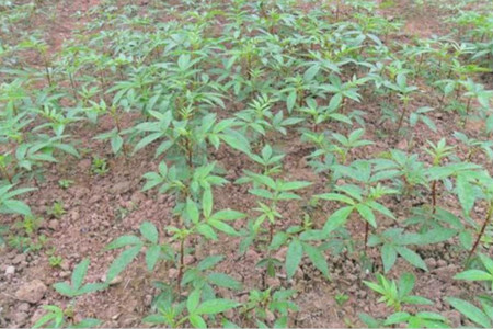 怎么样种植花椒树苗(奇楠沉香树苗适合在哪里种植)