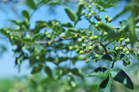 怎么样种植花椒树苗(奇楠沉香树苗适合在哪里种植)