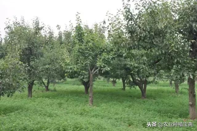 详谈果园种草(庚寅日柱女命详谈另一半)