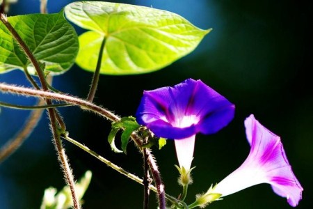 夏天开什么花(冬天都开什么花)