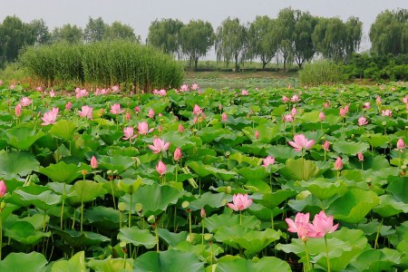 夏天开什么花(冬天都开什么花)