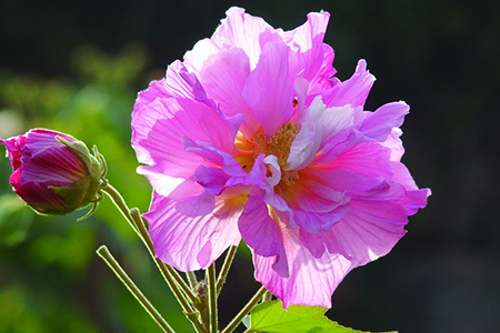 芙蓉花几月开