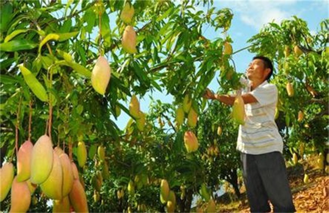 芒果高产种植技术(芒果高产栽培技术)