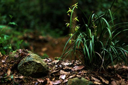 兰草花怎么养殖(兰草花香味的香水)