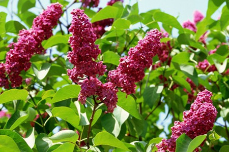 丁香花是啥颜色的(丁香花是谁唱的)