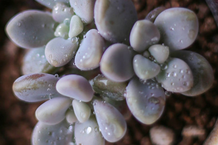 怎么养多肉植物长得快(多肉植物能在卧室养吗)