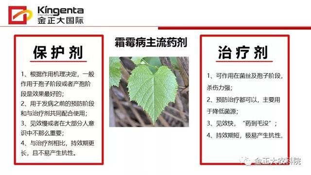 作物病虫害诊断及农药应用基础