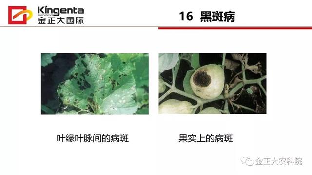 甜瓜植保简介(博洋9号甜瓜简介)