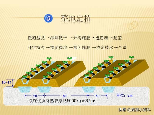 日光温室冬春茬黄瓜栽培技术