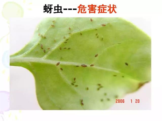 番茄病虫害图解及防治方法(番茄病虫害图片与防治方法)