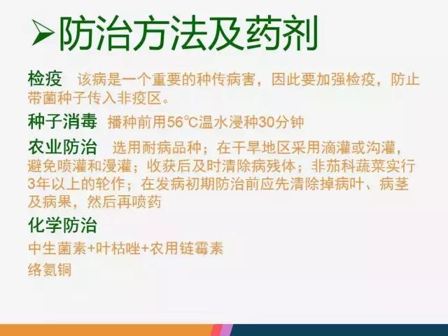 西红柿“十四大”病害症状和解决方案