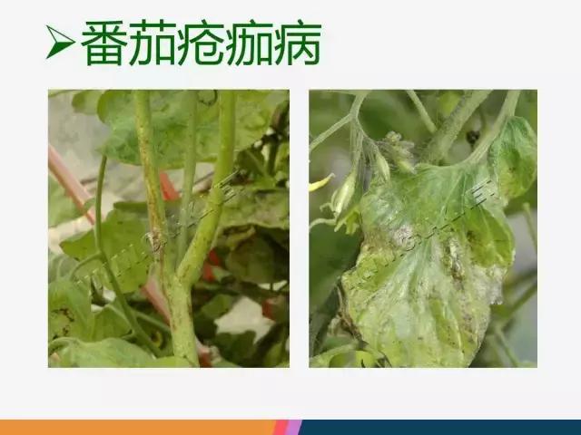 西红柿“十四大”病害症状和解决方案