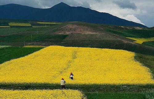 土地流转、土地托管、土地入股的概念及模式