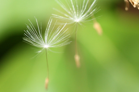 蒲公英生长流程(蒲公英如何生长过程)