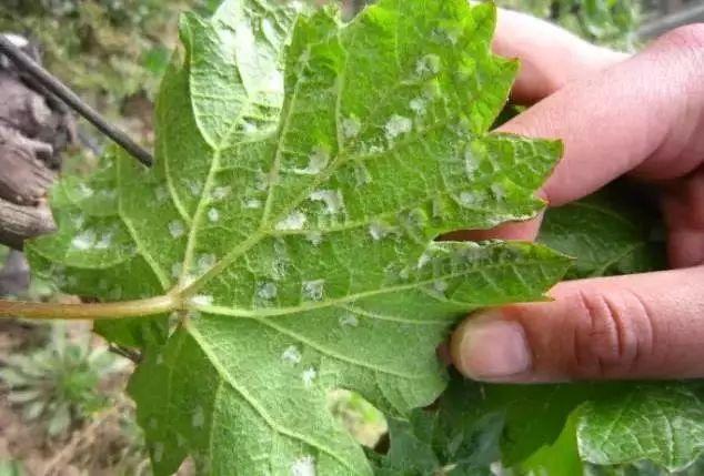 常见蔬果病虫害推荐用药名录(常见蔬菜病虫害)