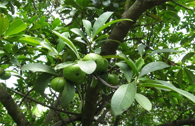 山竹种植要要注意什么(山竹在广西可以种植吗)