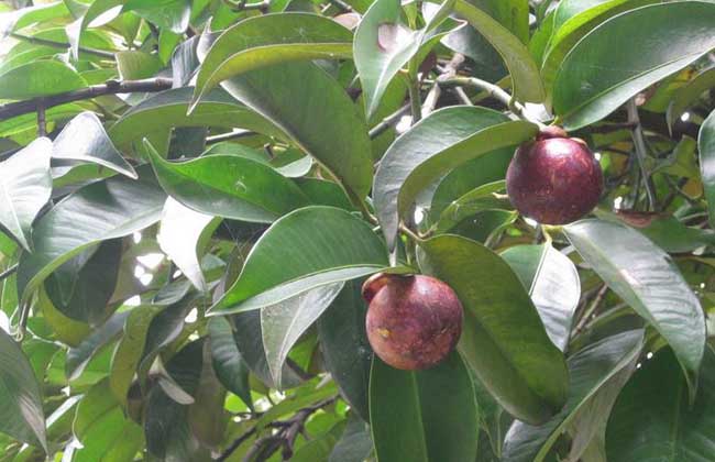 山竹种植要要注意什么(山竹在广西可以种植吗)