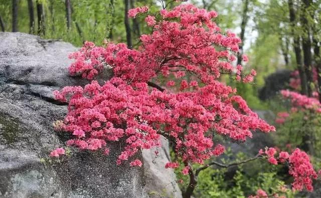 野生映山红是怎样自然繁殖的(映山红是杜鹃花吗)