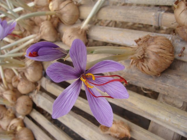 如何选藏红花种球(藏红花种球怎么栽)