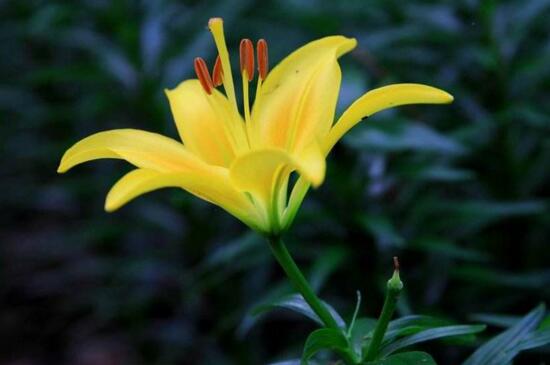 香水百合什么时候开花(香水百合多久开花)