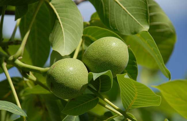 野核桃是并不是核桃(盘玩的核桃都是野核桃吗)