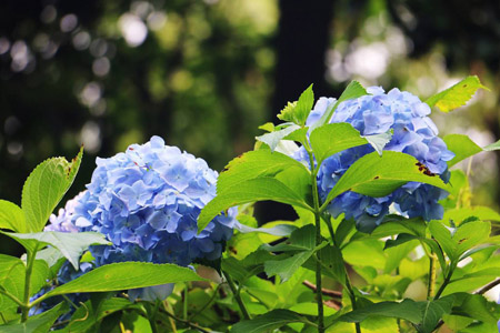 绣球花怎么过冬(绣球花冬天怎么养)