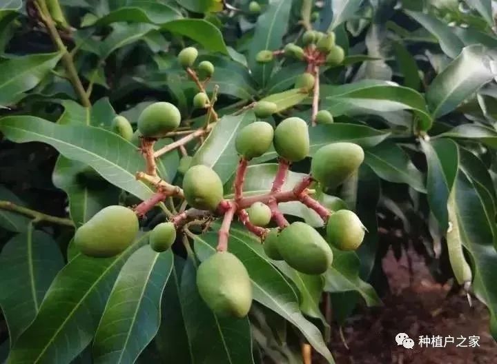 芒果种植5月怎么管理(芒果种植技术与管理教程)