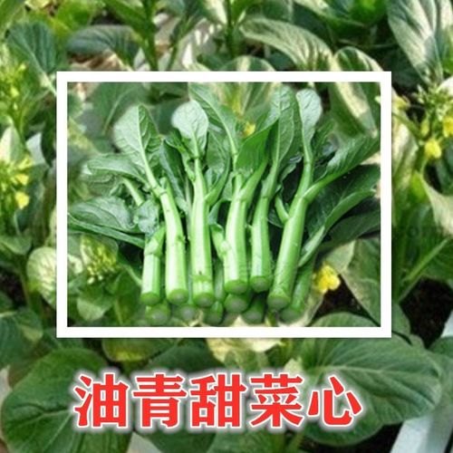 油青甜菜心种植时间和方法