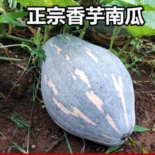 香芋味南瓜是用什么培育出来