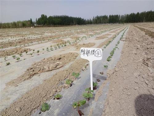 说明当地春播作物广泛采用地膜