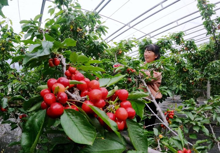 暖棚大樱桃种植技术