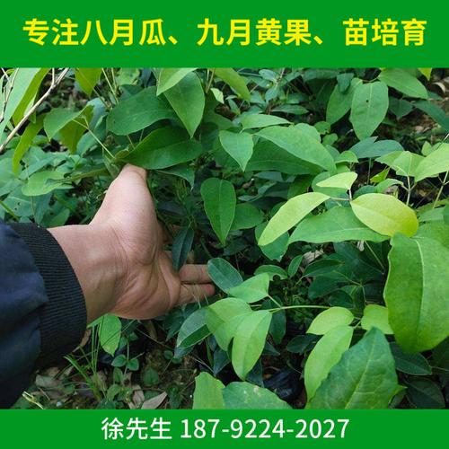 九月黄的种植技术