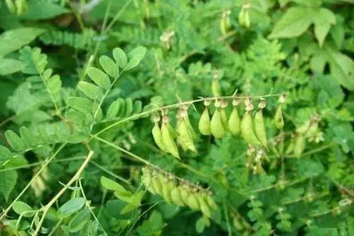 中药材黄芪种植技术