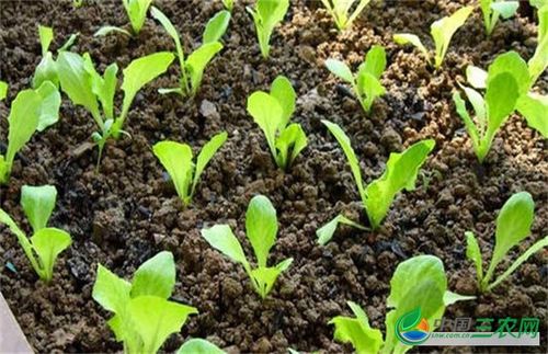 生菜种子的种植方法和时间