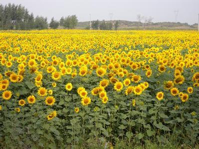 向日葵地膜栽培技术