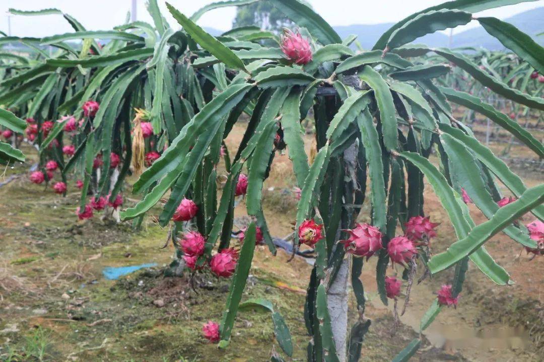 红心火龙果怎么种植管理