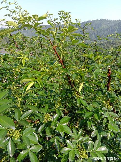 第一年种植的花椒树如何管理