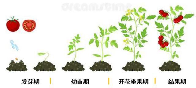 番茄的种植技术与施肥(小番茄种植技术与管理)