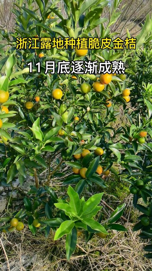 脆皮金桔种植技术(脆皮金桔种植方法)