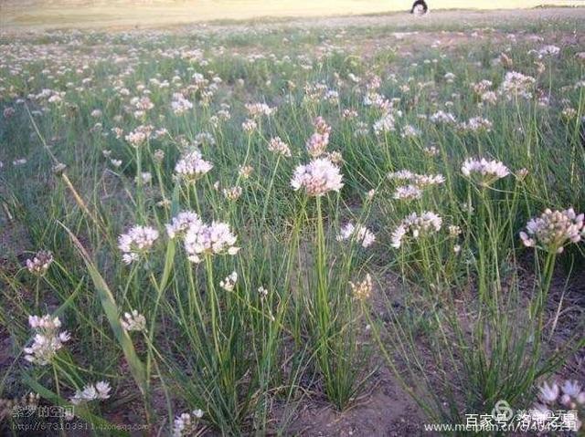 泽蒙花的种植技术