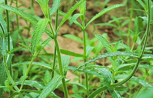 柳叶马鞭草种植技术