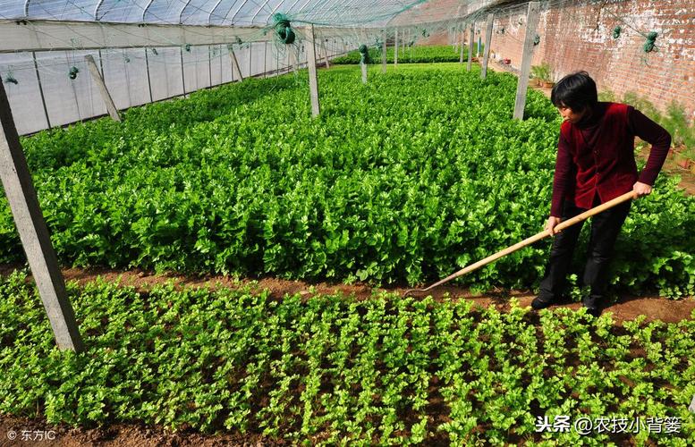 疏菜种植技术大全