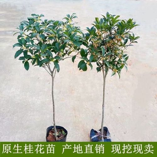 桂花树的特性与种植技术