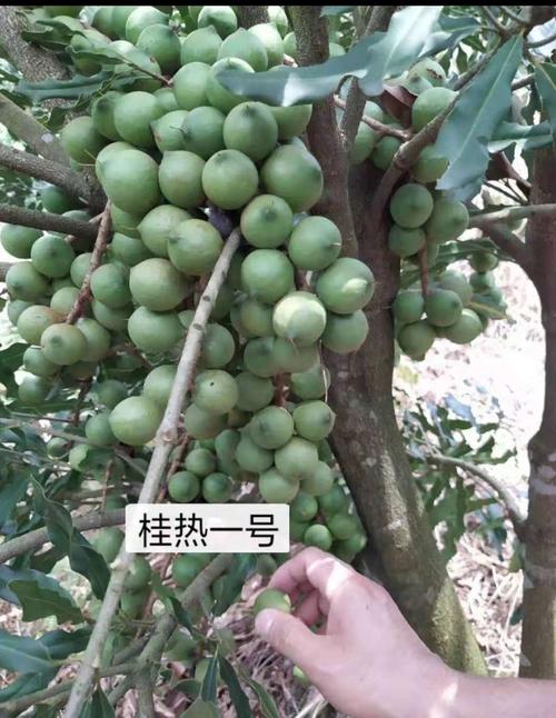 澳洲竖果种植技术(澳洲玫瑰果精华美白丸)