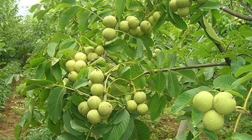 长期来看核桃的种植前景究竟如何(种植美国猴头核桃前景如何)