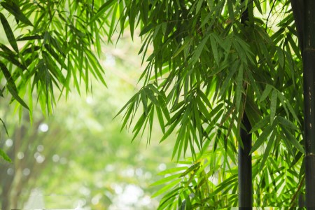 竹子是草本植物還是木本植物