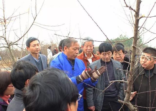 主干形桃树整形修剪详细讲解(桃树幼树整形修剪技术视频)